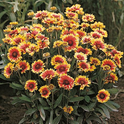 Image of Gaillardia Aristata 'goblin' - 1 Packet (100 Seeds)