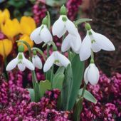 Snowdrop (Giant) - 20 bulbs