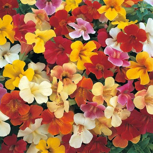 Image of Mimulus X Hybridus 'mystic Mixed' F1 Hybrid - 1 Packet (40 Seeds)