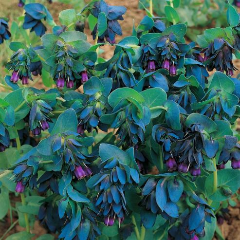 Image of Cerinthe Major 'purpurascens' - 1 Packet (10 Seeds)