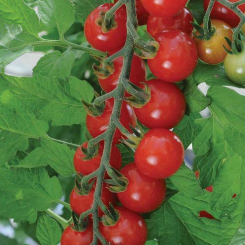 Image of Tomato 'sweet Aperitif' F1 Hybrid - 1 Packet (10 Tomato Seeds)