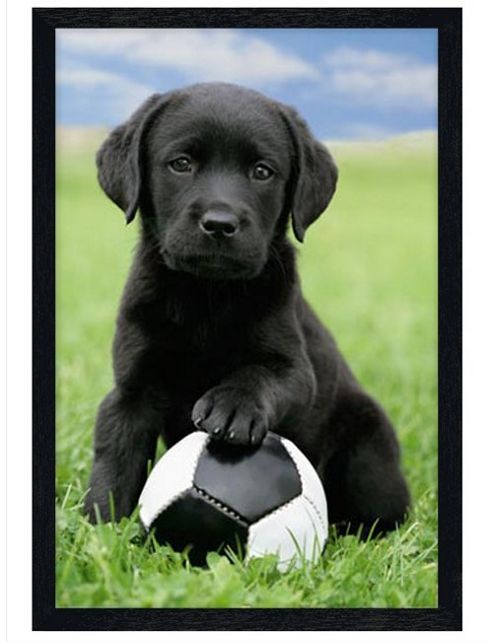 Image of Posing With Football Black Wooden Framed Cute Black Labrador Puppy Poster