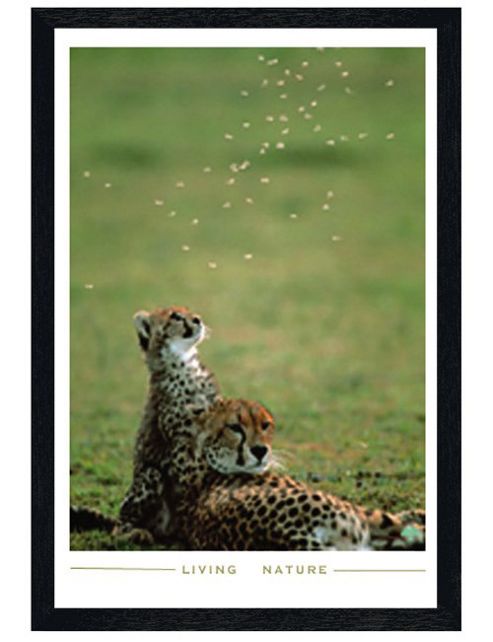 Image of Living Nature Black Wooden Framed Cheetah Cub At Play Poster