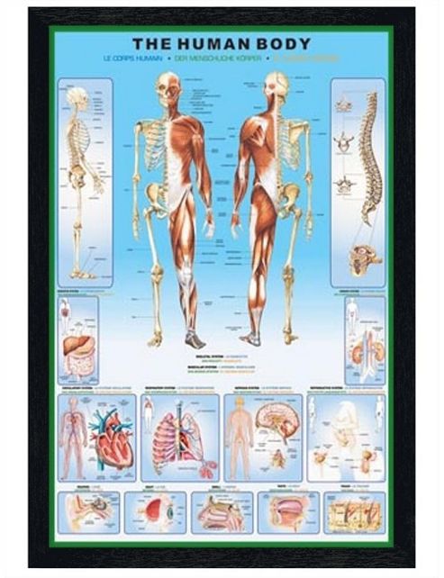 Image of Human Biology Black Wooden Framed The Human Body And It's Organs Poster