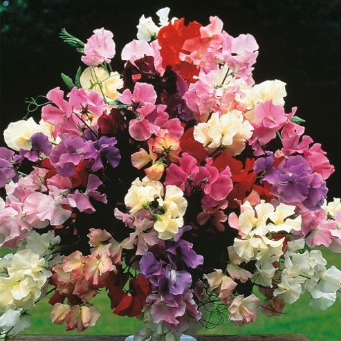 Image of Sweet Pea 'floral Tribute' - 1 Packet (45 Seeds)