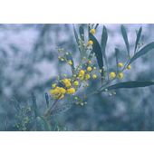 mimosa (Acacia dealbata)