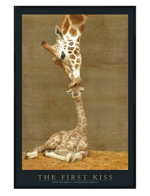 Image of Giraffes Gloss Black Framed The First Kiss Poster