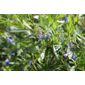 bluebell creeper (Sollya heterophylla)