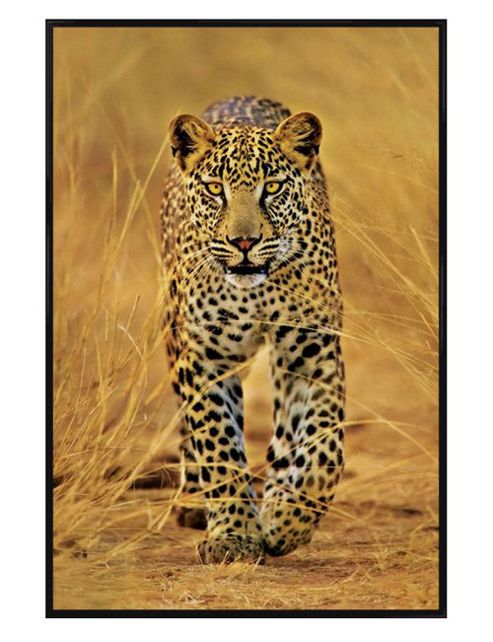 Image of Gloss Black Framed Cheetah Poster