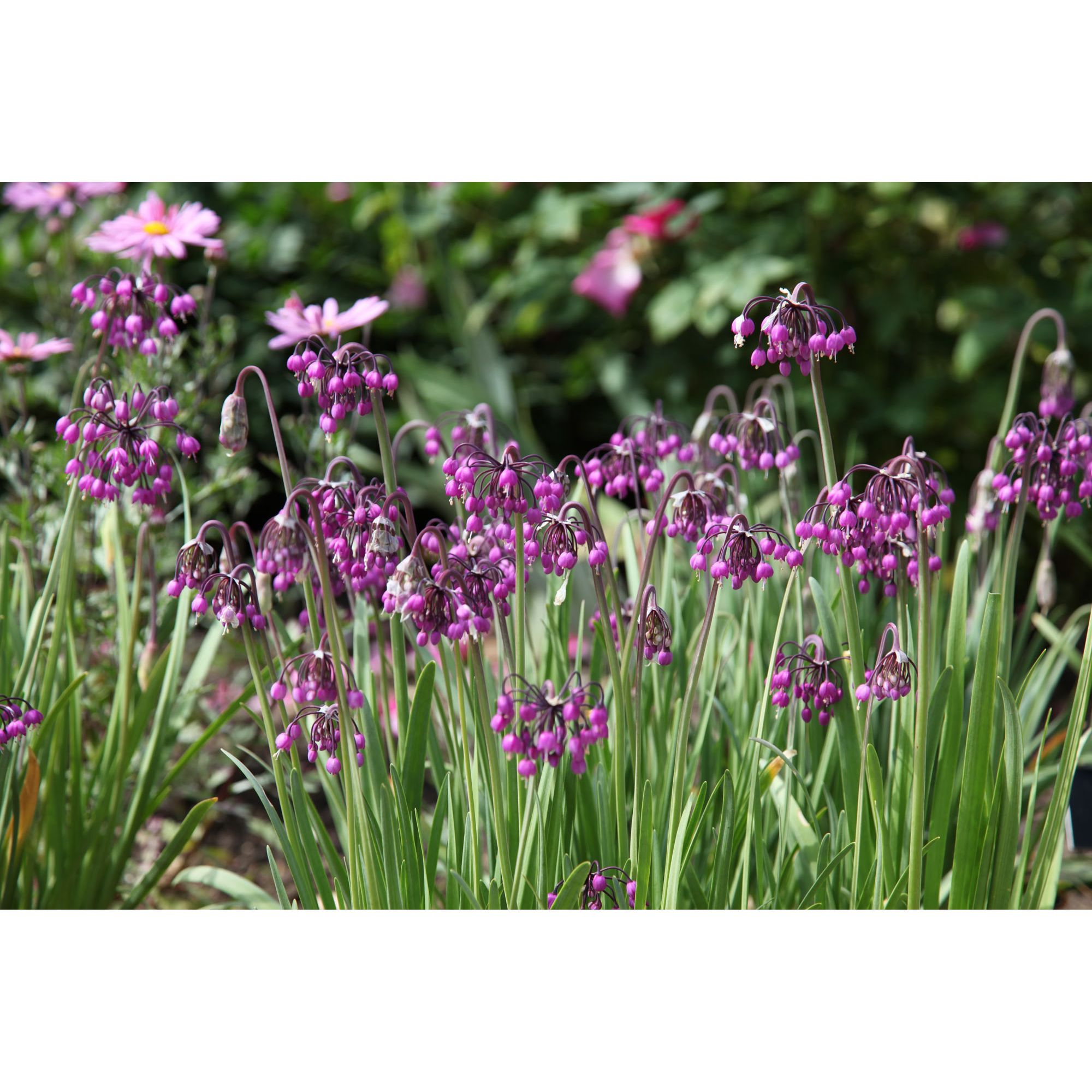 Tesco Direct nodding onion bulbs (Allium cernuum) Special Savings Today at Tesco Direct with