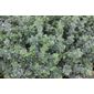 evergreen bittersweet (Euonymus fortunei 'Emerald Gaiety')
