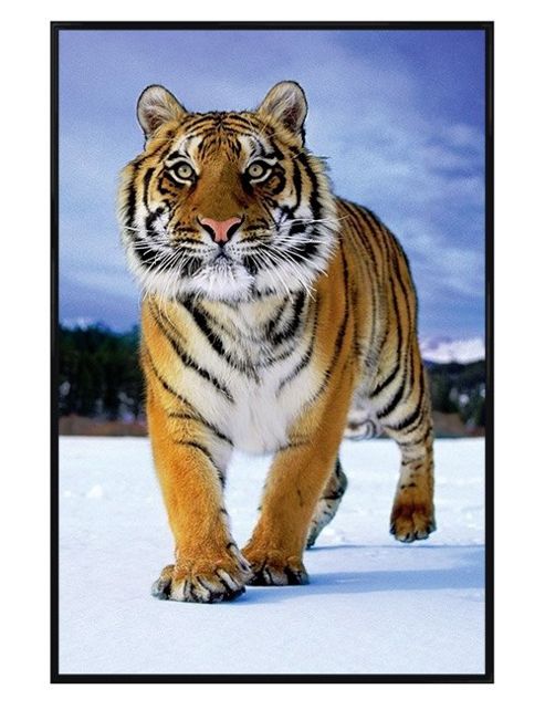 Image of Gloss Black Framed Tiger In The Snow Poster