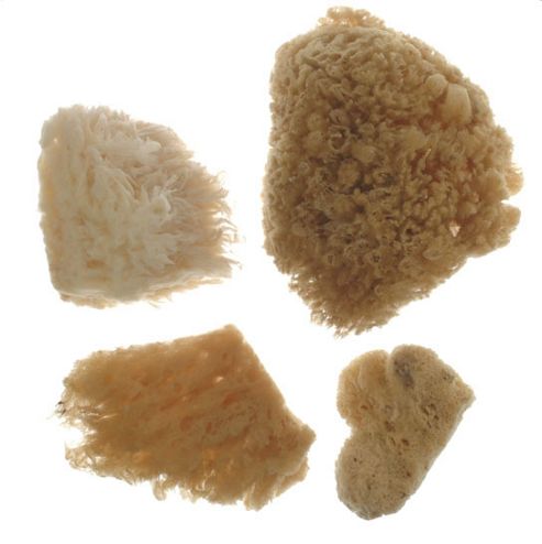 Image of Royal Combi Sea Sponge Set