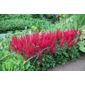 false goatsbeard (Astilbe 'Fanal' (× arendsii))