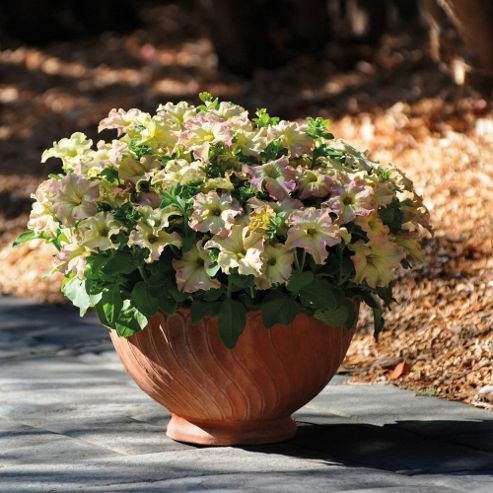 Image of Petunia X Hybrida 'sophistica Antique Shades' F1 Hybrid - 1 Packet (12 Seeds)