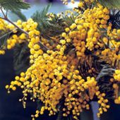 Acacia dealbata - 1 plant in 9cm pot
