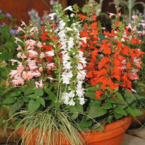 Image of Salvia Coccinea 'hummingbird Mixed' - 1 Packet (45 Seeds)