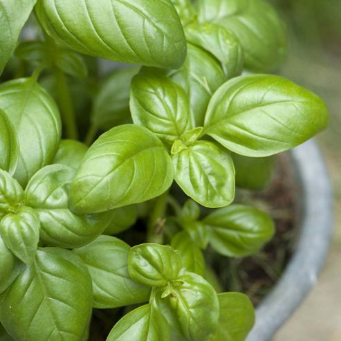 Image of Basil 'classico' - Vita Sementi&reg; Italian Seeds - 1 Packet (4000 Seeds)