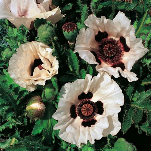 Image of Poppy 'checkers' - 1 Packet (50 Seeds)
