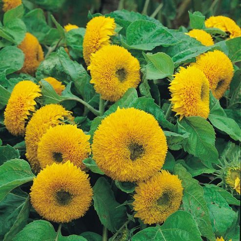 Image of Sunflower 'teddy Bear' - 1 Packet (40 Seeds)