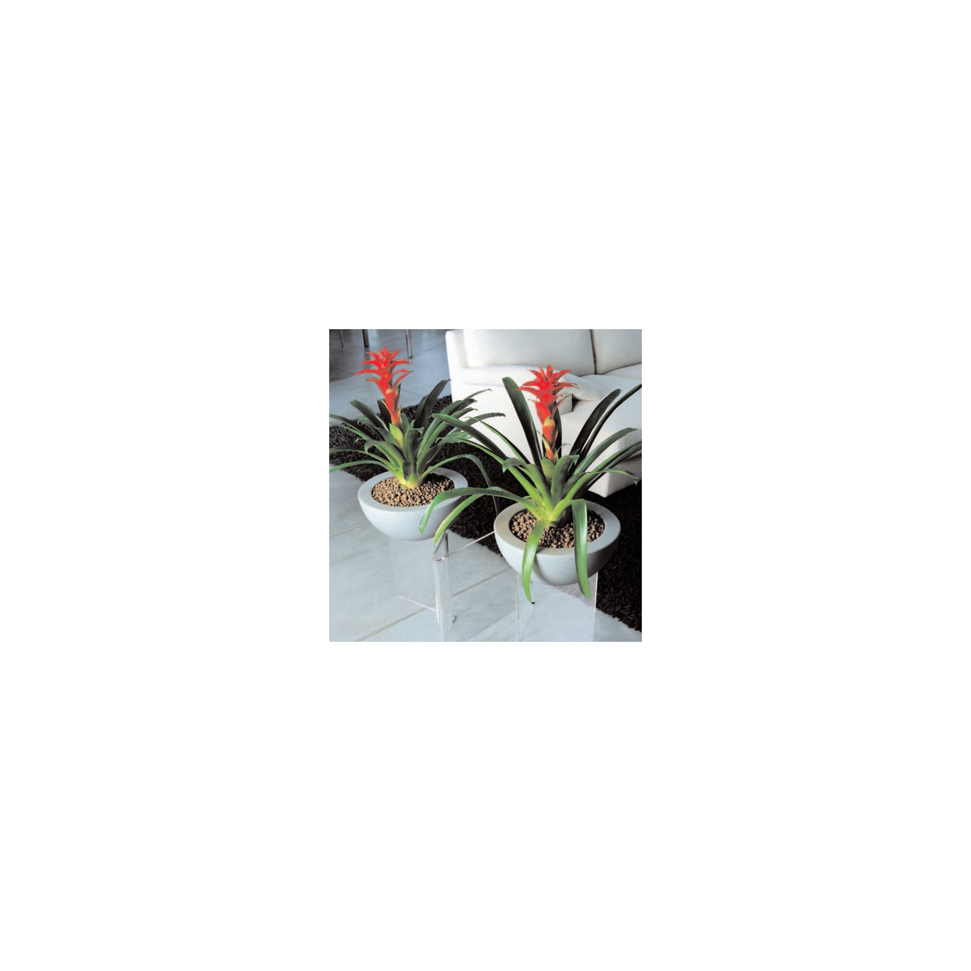 Emporium Positive Design Eebavoglio Double Flower Tray - Grey at Tesco Direct