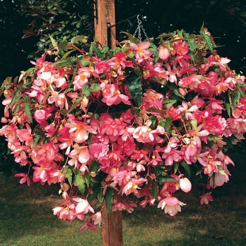 Image of Begonia X Tuberhybrida 'chanson Pink & White Bicolour' F1 Hybrid - 1 Packet (30 Seeds)