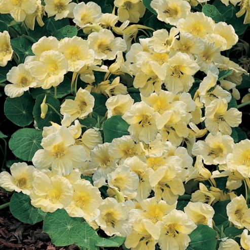 Image of Nasturtium 'milkmaid' - 1 Packet (30 Seeds)