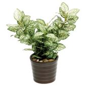 22CM HYPOESTES IN CERAMIC POT - GREEN / WHITE