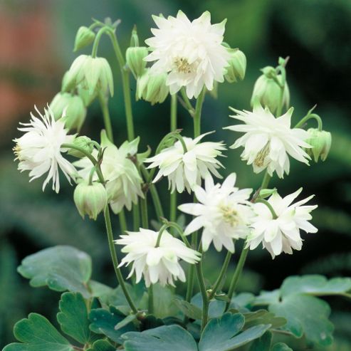 Image of Aquilegia X Hybrida 'green Apples' - 1 Packet (20 Seeds)