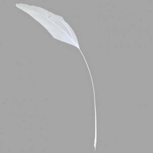 Image of Stripd Coque White 5 Pk