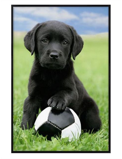 Image of Posing With Football Gloss Black Framed Cute Black Labrador Puppy Poster