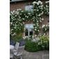 rose Climbing Iceberg (climbing floribunda) (Rosa 'Climbing Iceberg')