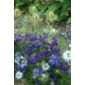 love-in-a-mist (Nigella damascena 'Oxford Blue')