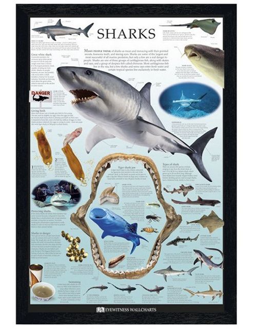 Image of Dorling Kindersley Black Wooden Framed Sharks Poster