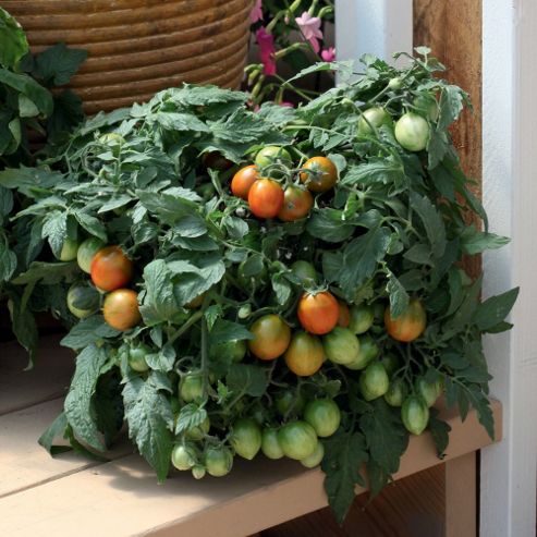 Image of Tomato 'tumbling Tiger' F1 Hybrid - 1 Packet (10 Tomato Seeds)