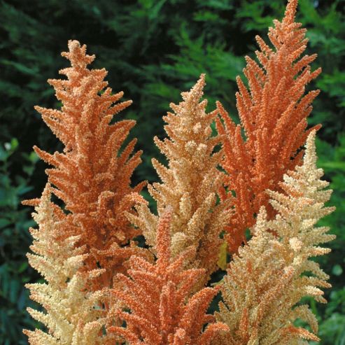 Image of Amaranthus Paniculatus 'autumn Palette' - 1 Packet (1000 Seeds)