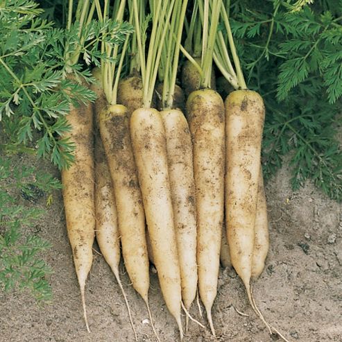 Image of Carrot 'white Satin' F1 Hybrid - 1 Packet (350 Carrot Seeds)