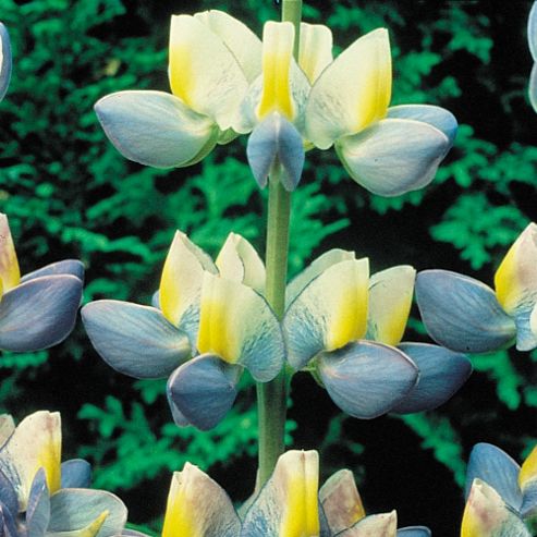 Image of Lupin 'sunrise' - 1 Packet (30 Seeds)