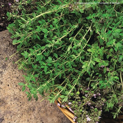 Image of Thyme 'old English' - 1 Packet (500 Seeds)