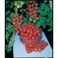 cherry tomato (tomato 'Gardeners Delight')