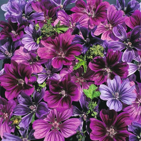 Image of Malva Sylvestris 'mystic Merlin' - 1 Packet (40 Seeds)