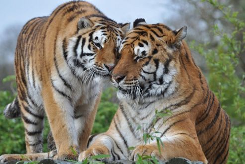 Image of Feed The Big Cats By Hand (weekdays)