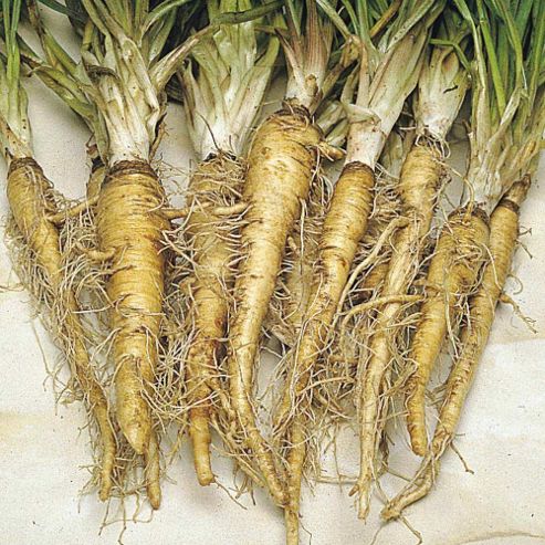 Image of Salsify 'scorzobianca' - Vita Sementi&reg; Italian Seeds - 1 Packet (500 Seeds)