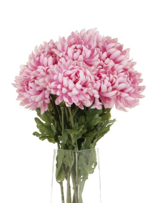 Image of Artificial 55cm Single Stem Double Headed Pink Chrysanthemums X 12