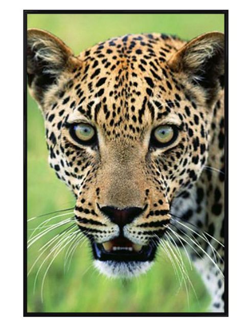 Image of A Warning From Panthera Onca Gloss Black Framed A Jaguar's Hypnotic Stare Poster