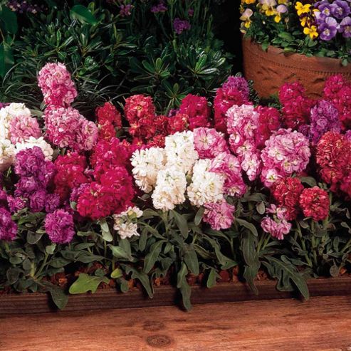 Image of Stock 'vintage Mixed' - 1 Packet (70 Seeds)