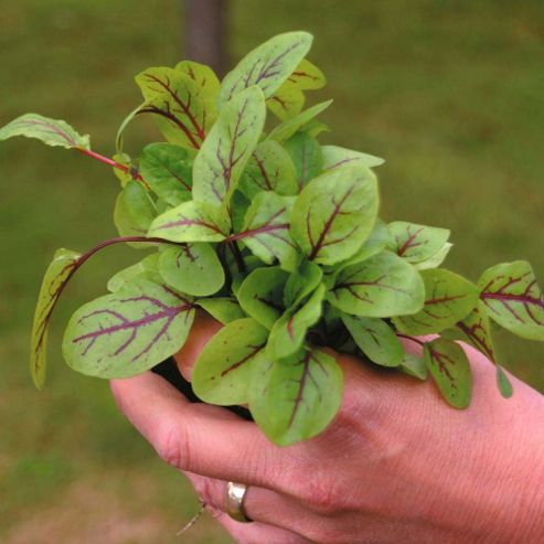 Image of Sorrel 'blood Veined' - 1 Packet (300 Seeds)