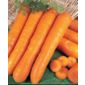 carrot (carrot 'Early Nantes')