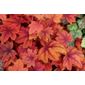 coral bells (× Heucherella 'Sweet Tea')