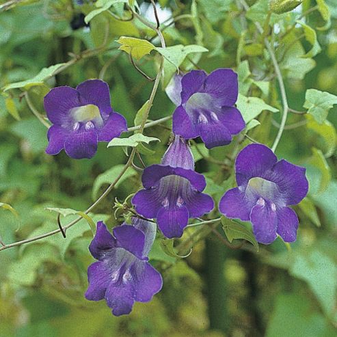 Image of Asarina Scandens 'jewel Mixed' - 1 Packet (30 Seeds)
